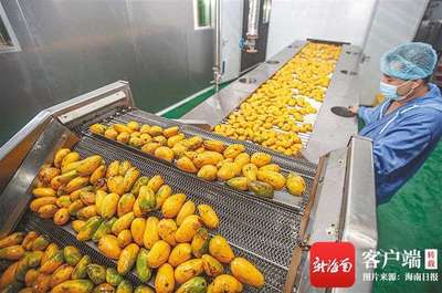科技賦能，提質增效 海南政企研協同推進熱帶農產品加工產業升級