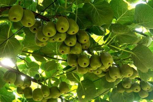 萬盛 做強(qiáng)特色農(nóng)業(yè)，暢通“郵運(yùn)通”，家禽家畜產(chǎn)業(yè)賦能鄉(xiāng)村振興
